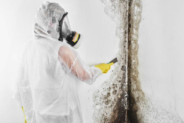 Best Crawl Space Mold Removal  in Grain Valley, MO