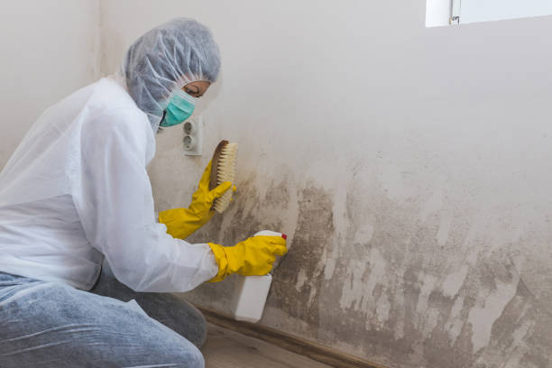 Certified Mold Removal in Grain Valley, MO