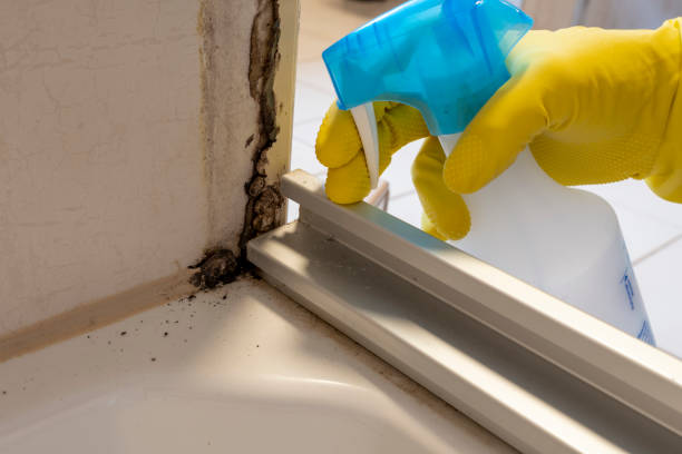 Best Home Mold Removal  in Grain Valley, MO