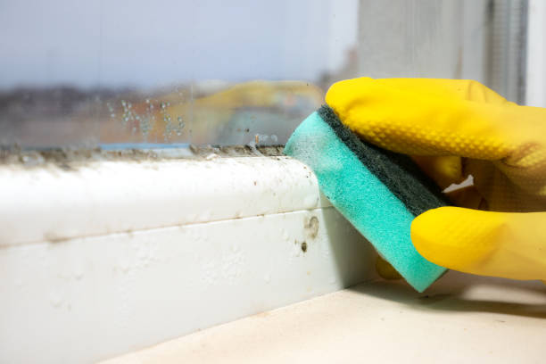 Best Emergency Mold Removal  in Grain Valley, MO