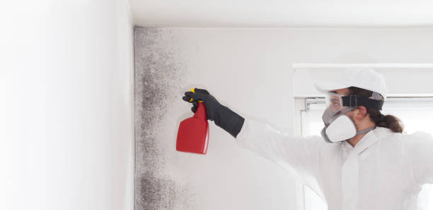Best Local Mold Removal Service  in Grain Valley, MO