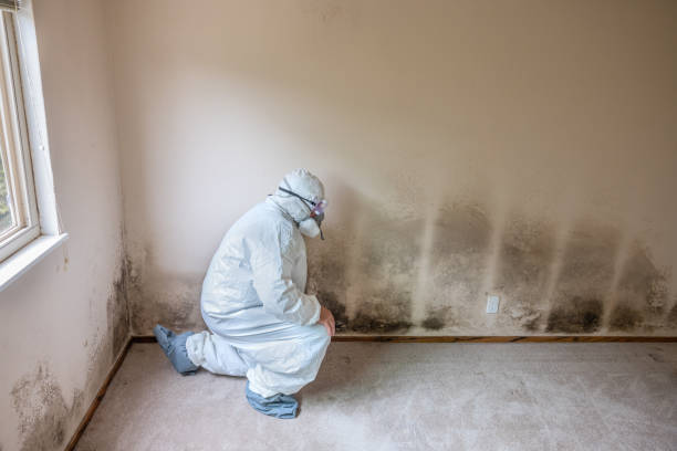 Best Residential Mold Removal  in Grain Valley, MO