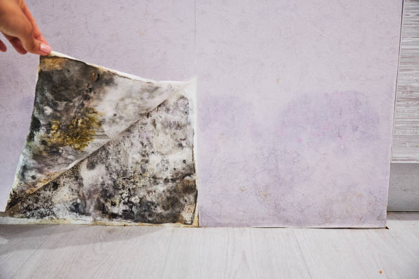 Best Certified Mold Removal  in Grain Valley, MO